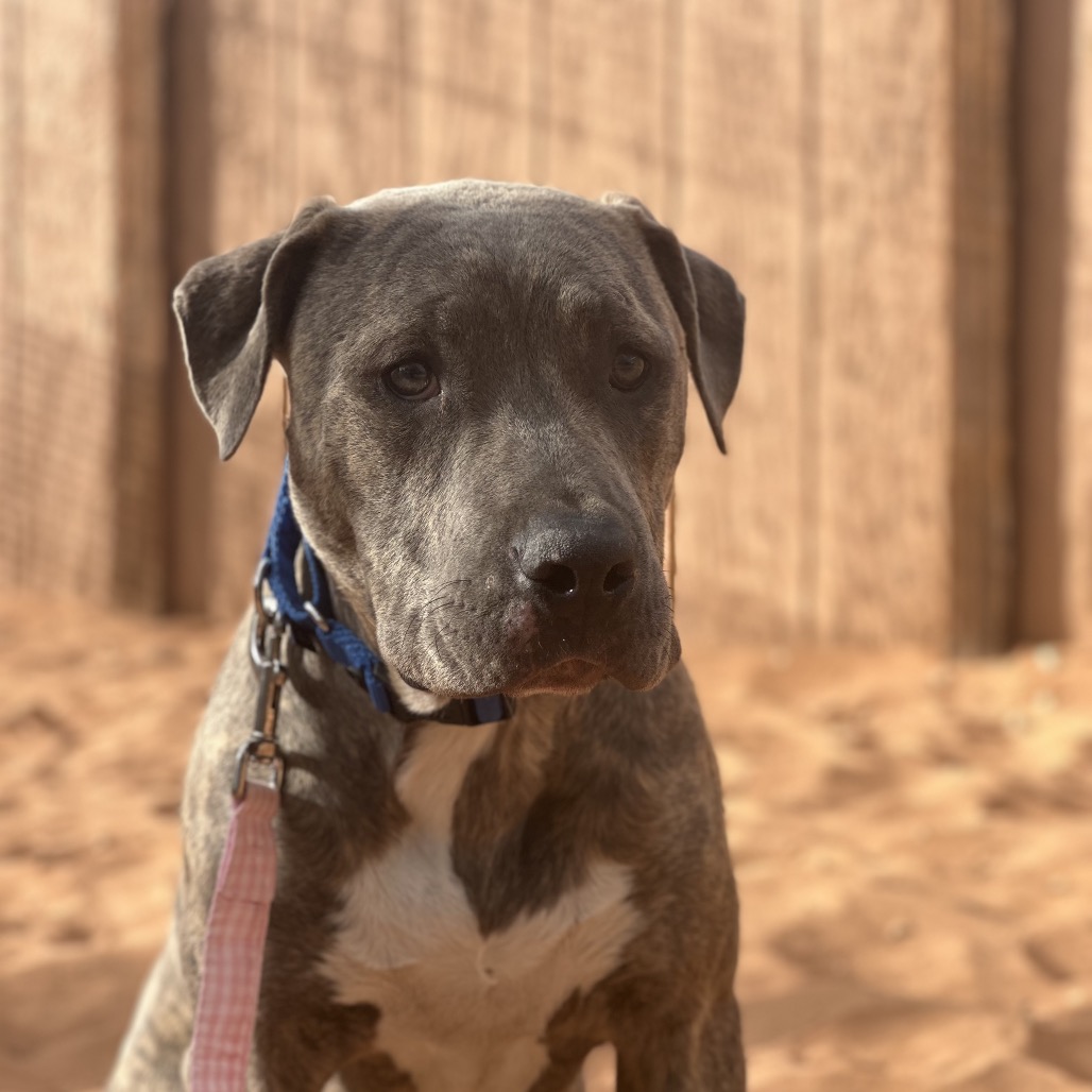 Julia - Mixed Breed (Large)/Terrier, Pit Bull