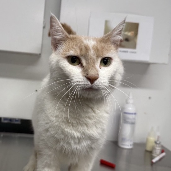 Snoflake - Domestic Shorthair