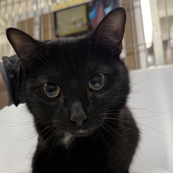 Bee - Domestic Shorthair