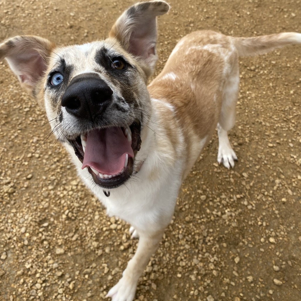 Goose - Mixed Breed (Medium)