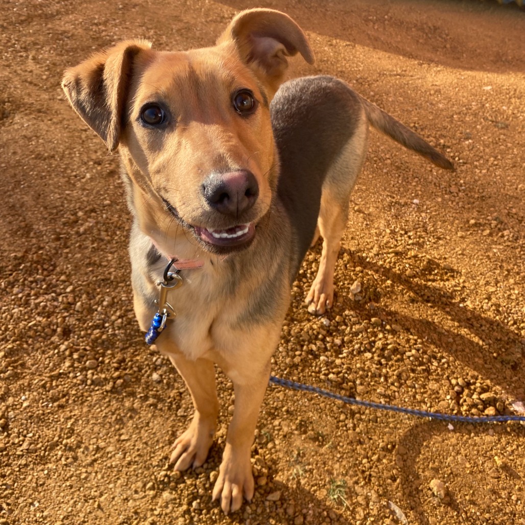 Nessy - Mixed Breed (Medium)