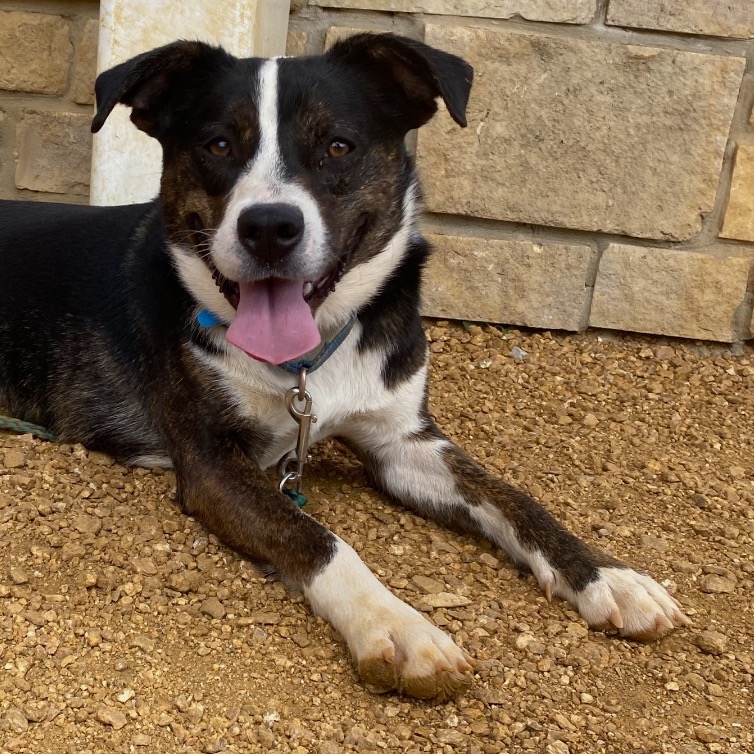 Tucum - Mixed Breed (Medium)/None
