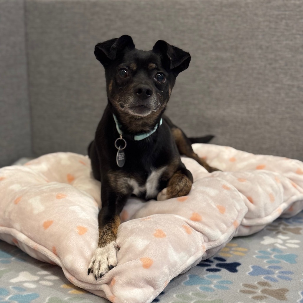 Gilbert - Mixed Breed (Small)/Chihuahua