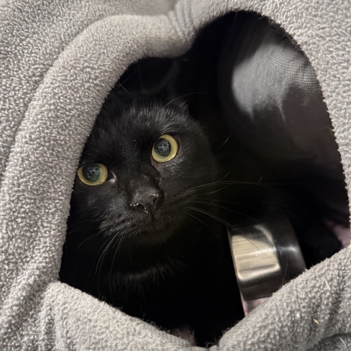 Sherry - Domestic Shorthair