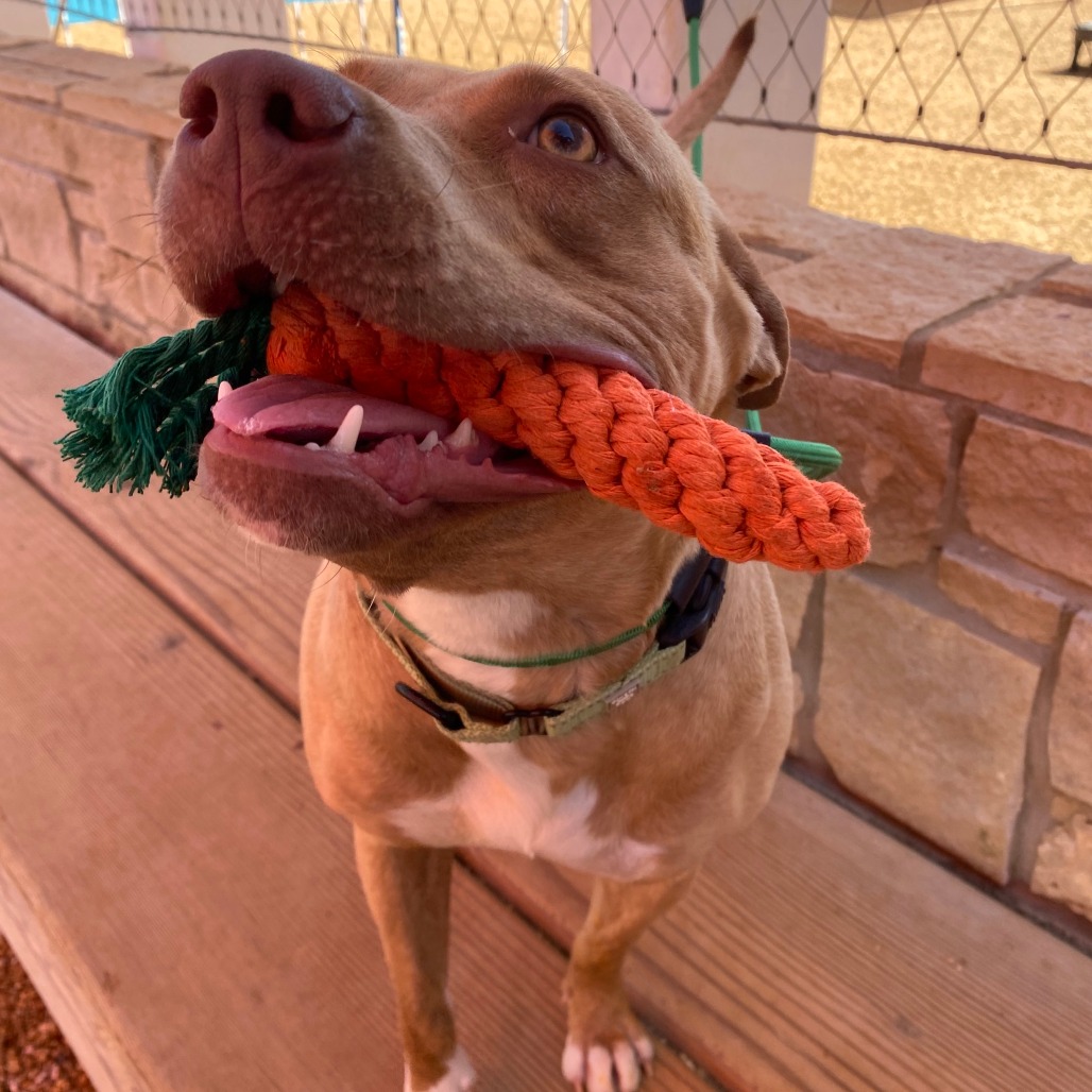 Marley - Mixed Breed (Large)