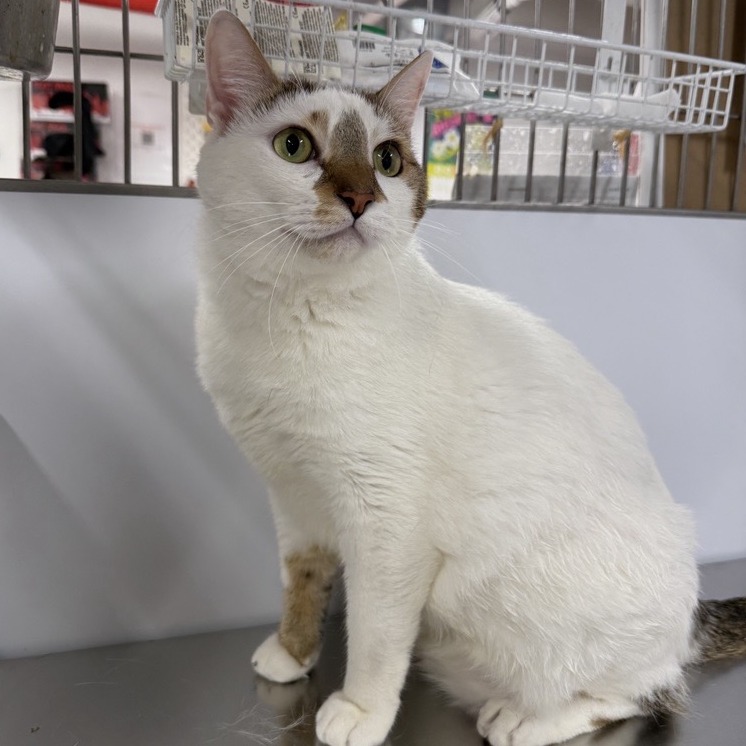 Boomer - Domestic Shorthair
