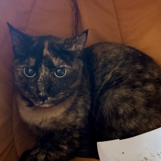 Carmine - Domestic Shorthair