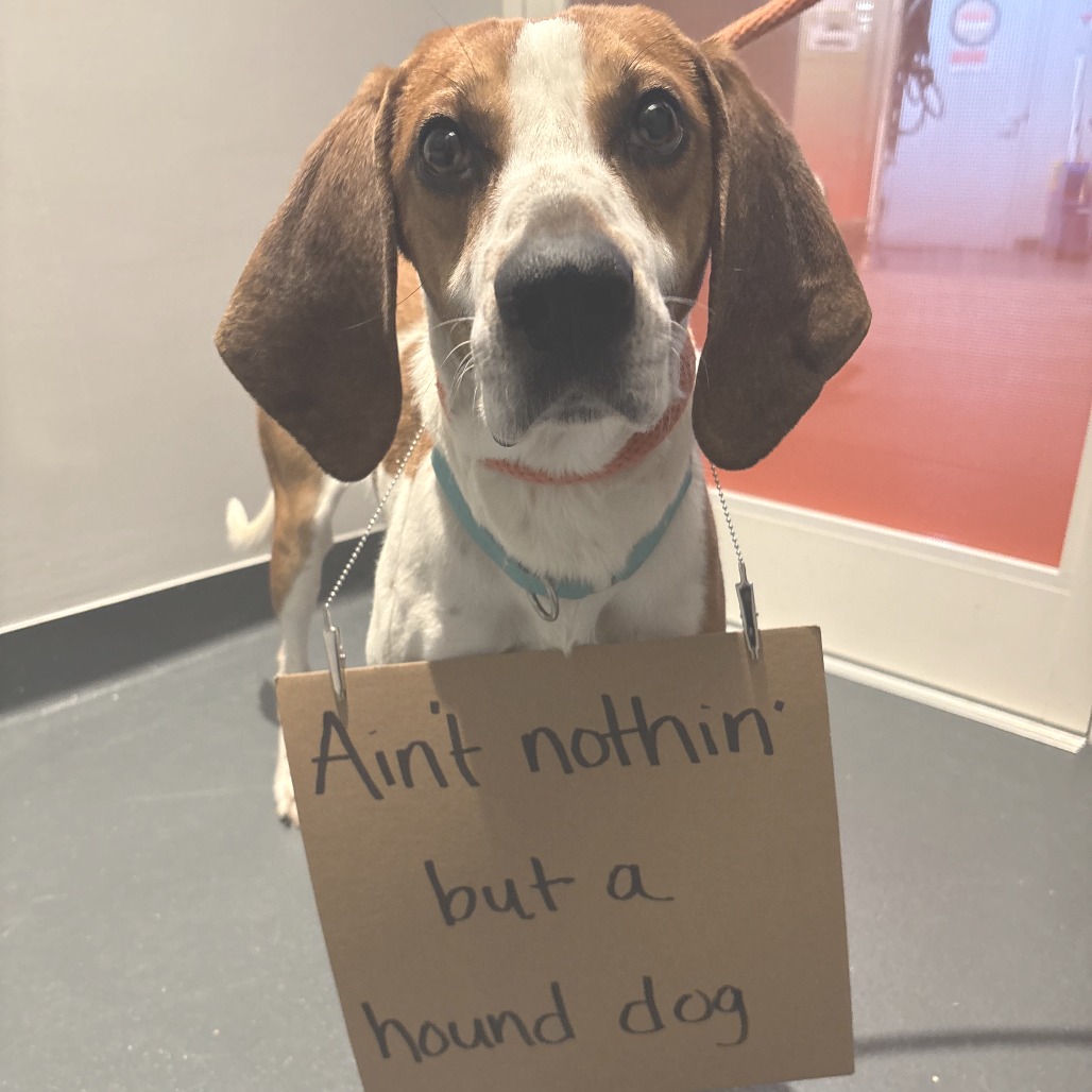 Franklin - Coonhound