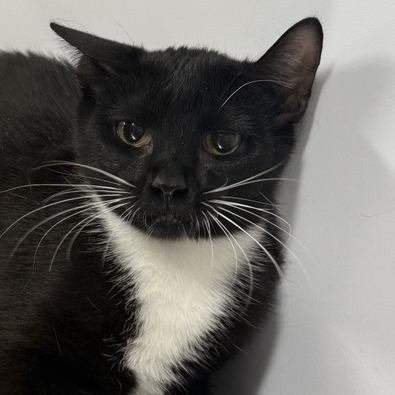 Tinkerbell - Domestic Shorthair