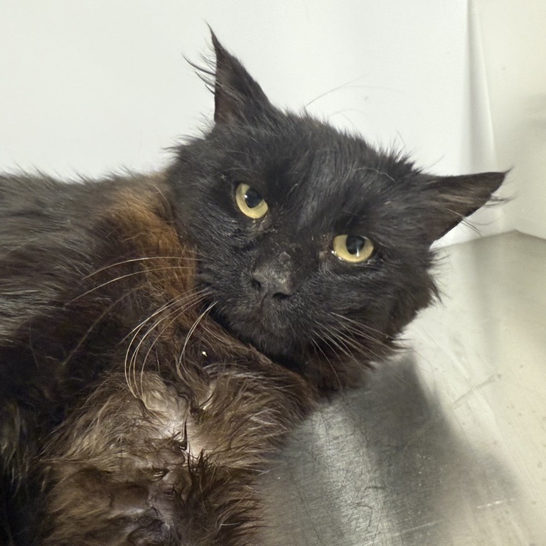 Raihn - Domestic Longhair