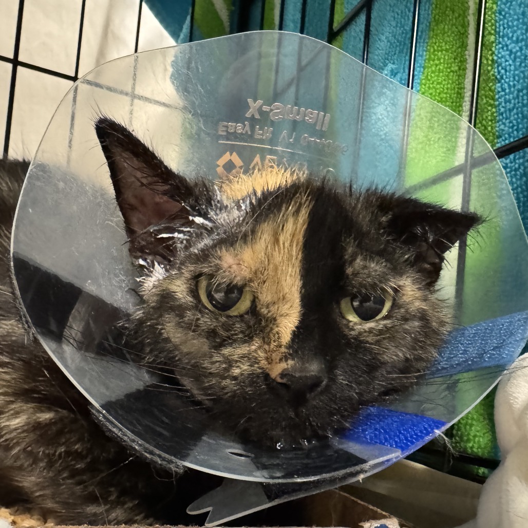 Llana - Domestic Shorthair