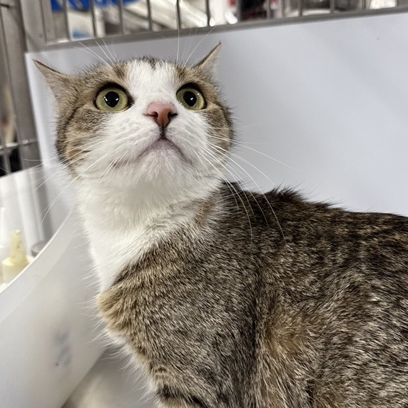 Laeky - Domestic Shorthair