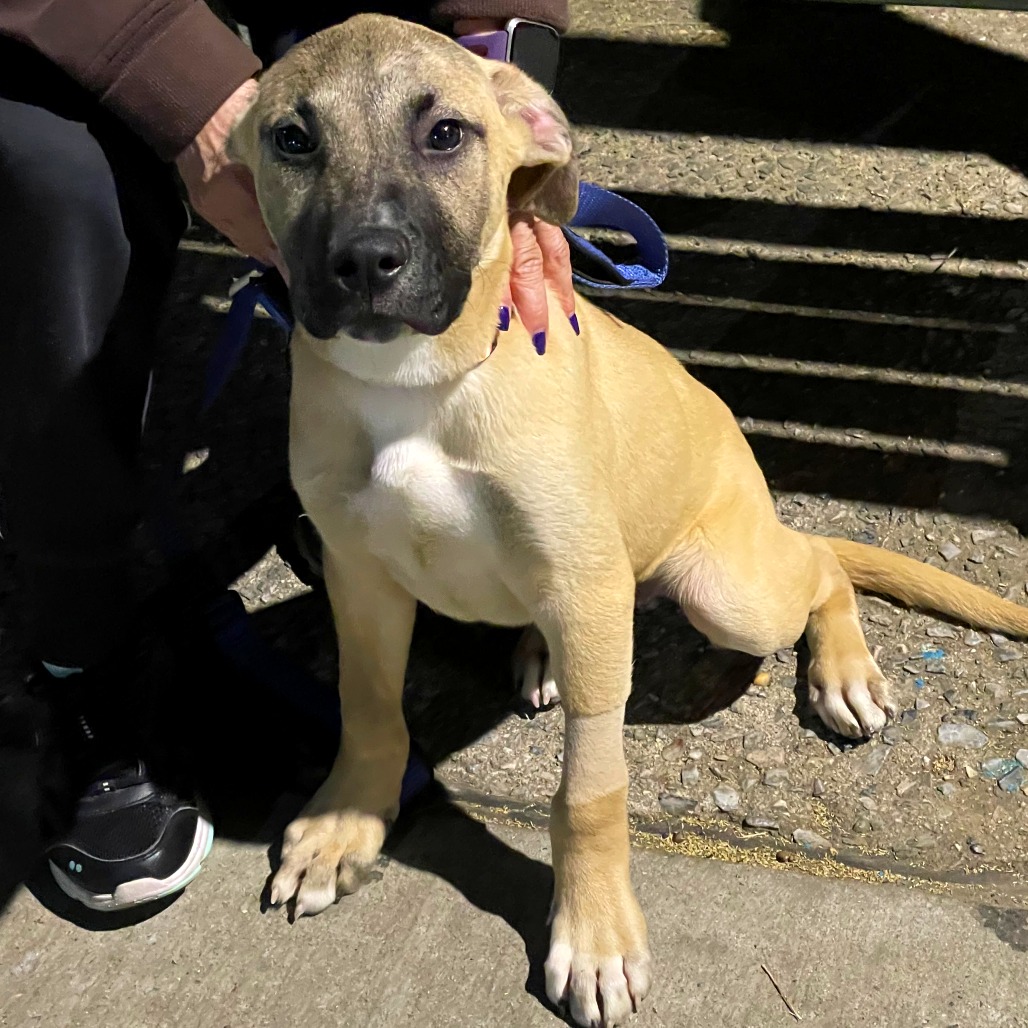 Cham - Mixed Breed (Medium)