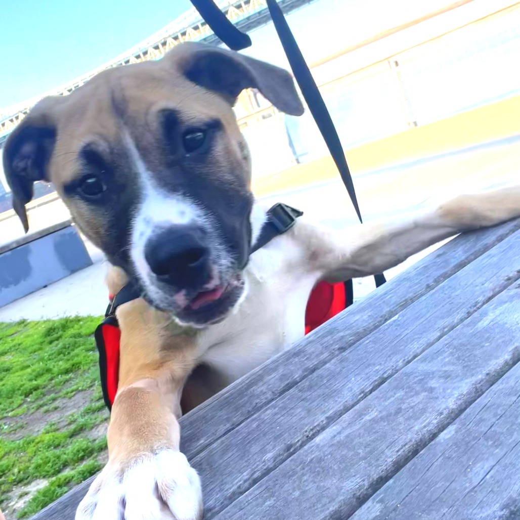 Pip - Mixed Breed (Medium)