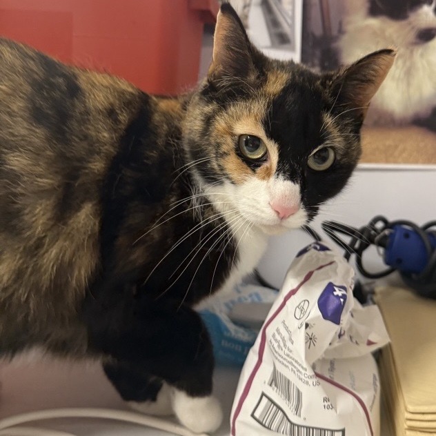 Tiffany - Domestic Shorthair