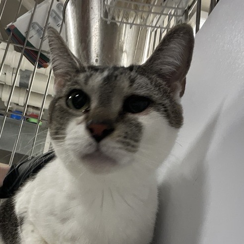 Barbara Gibb - Domestic Shorthair