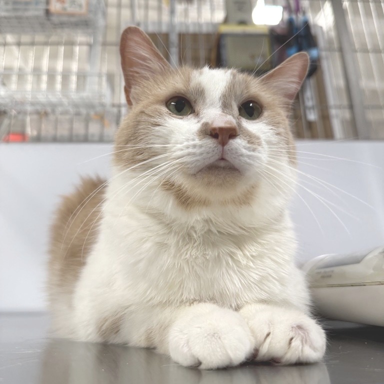 Buster &quot;Pumpkin&quot; Hagist - Domestic Medium Hair