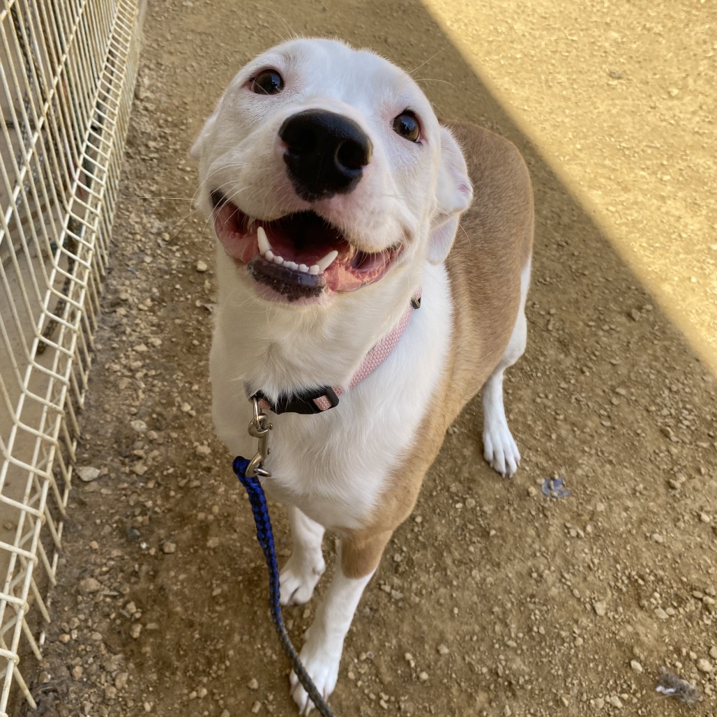 Angel - Mixed Breed (Medium)