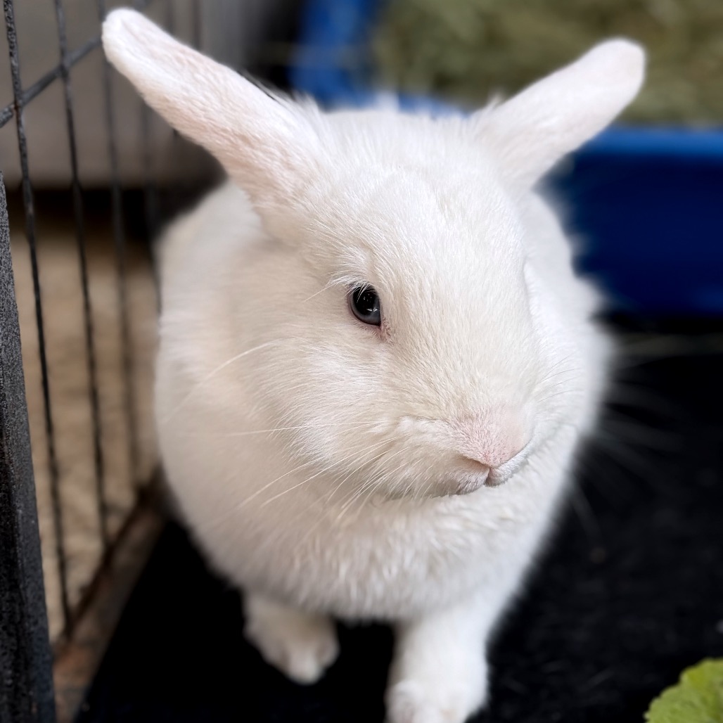 Elsa - American Fuzzy Lop