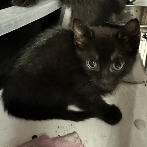Eros - Domestic Shorthair