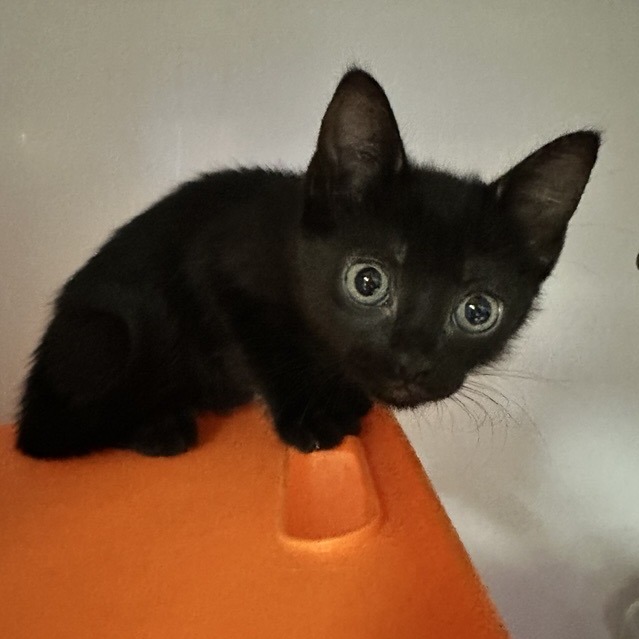 Delphina - Domestic Shorthair