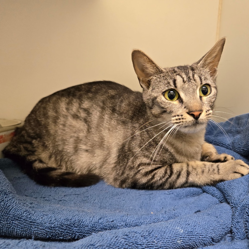 Brianna - Domestic Shorthair