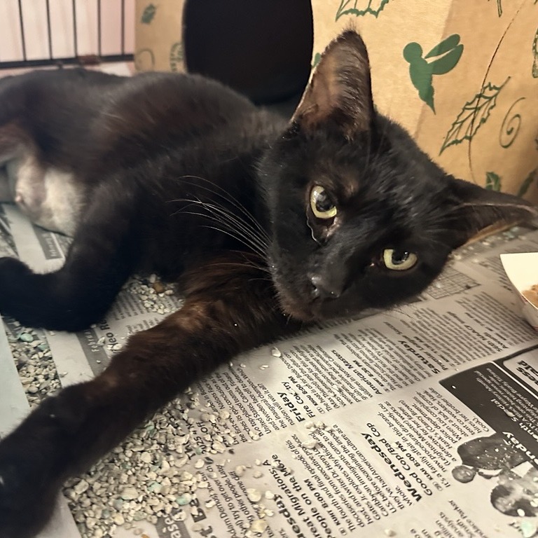 Selma - Domestic Shorthair