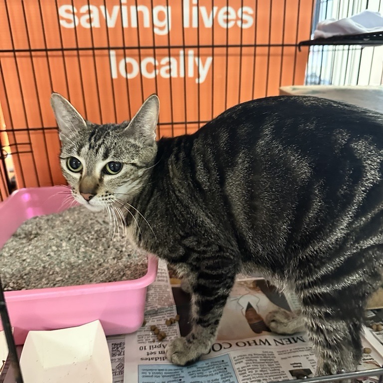 Dara - Domestic Shorthair
