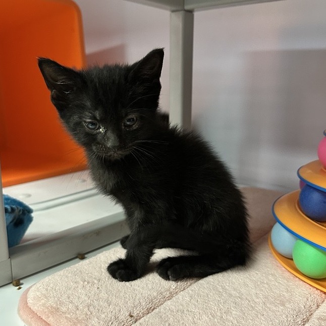 Tortilla - Domestic Shorthair