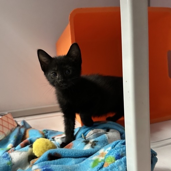 Cheerios - Domestic Shorthair
