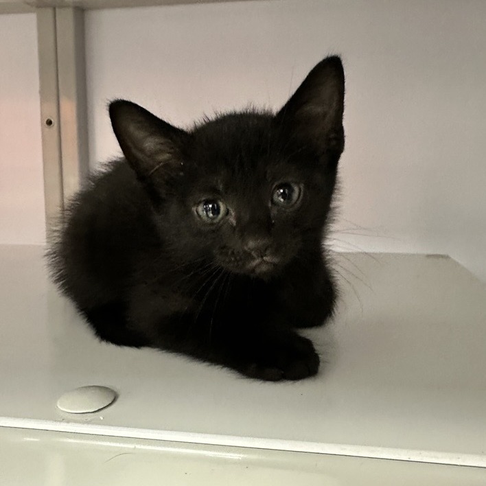 Macaroni - Domestic Shorthair