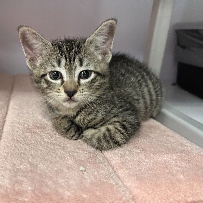 Banana - Domestic Shorthair