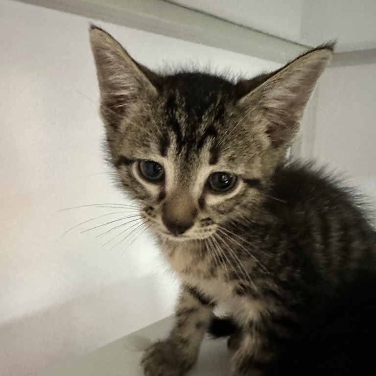 Pizza - Domestic Shorthair