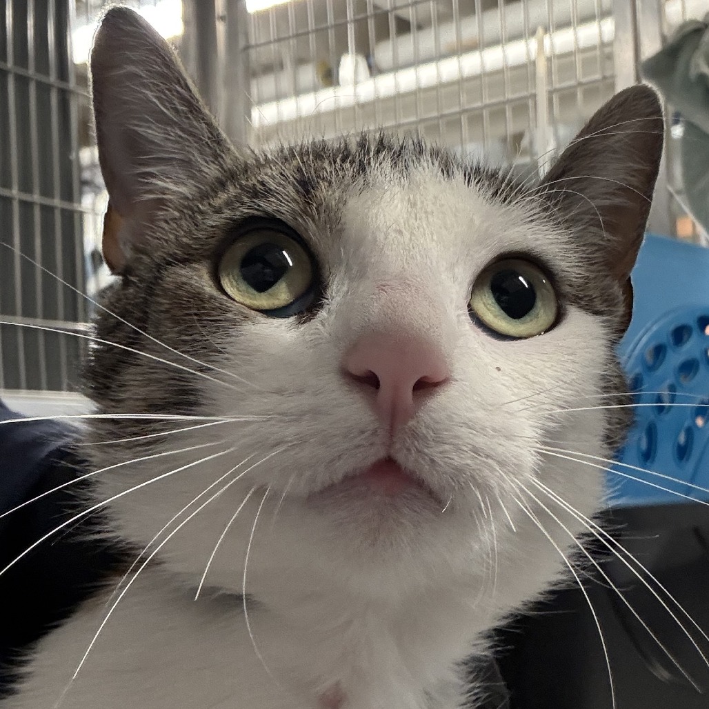 Hermione - Domestic Shorthair