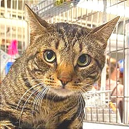 Chester - Domestic Shorthair