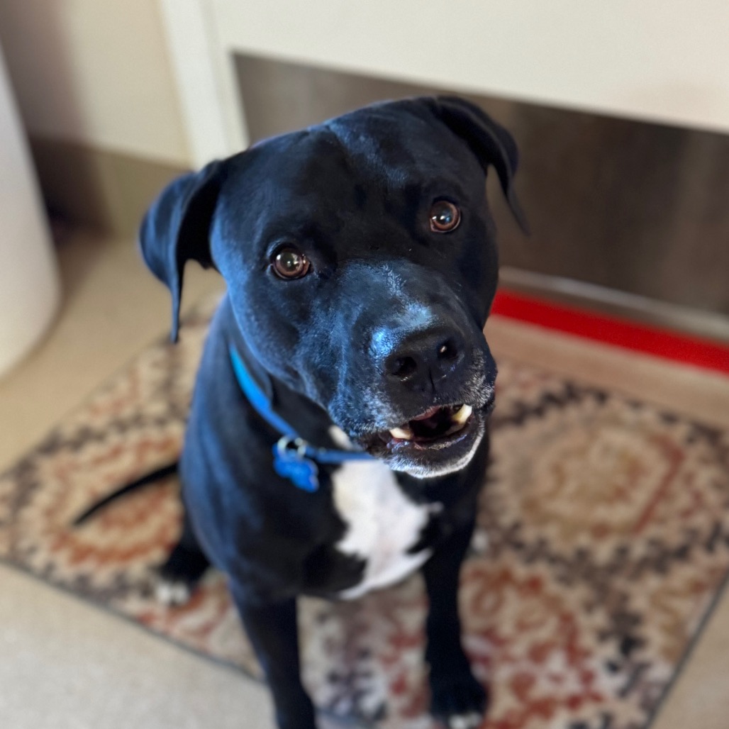 Munchies - Terrier, American Pit Bull/Mix