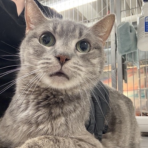 Bingo - Domestic Shorthair