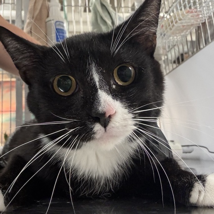 Bill - Domestic Shorthair