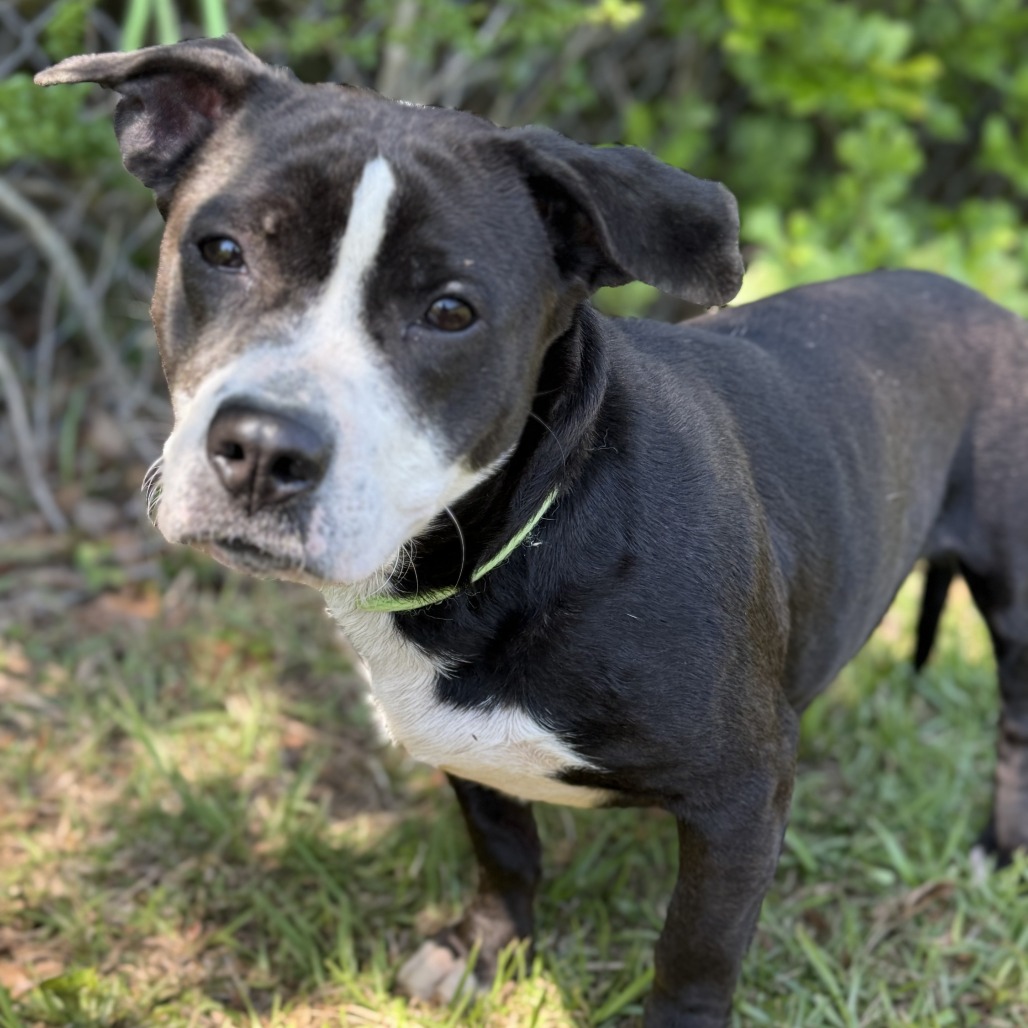 Bikini - Mixed Breed (Medium)