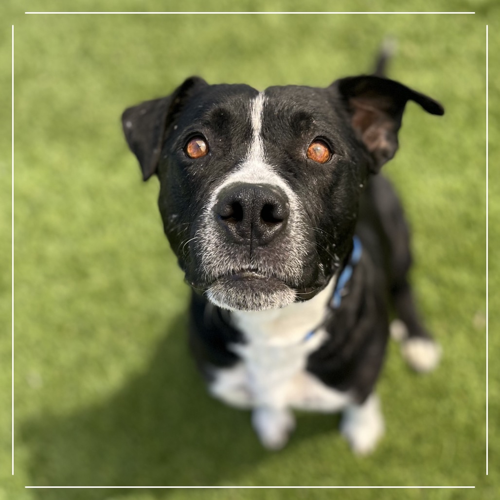 Gemstone - Cattle Dog/Terrier, American Pit Bull
