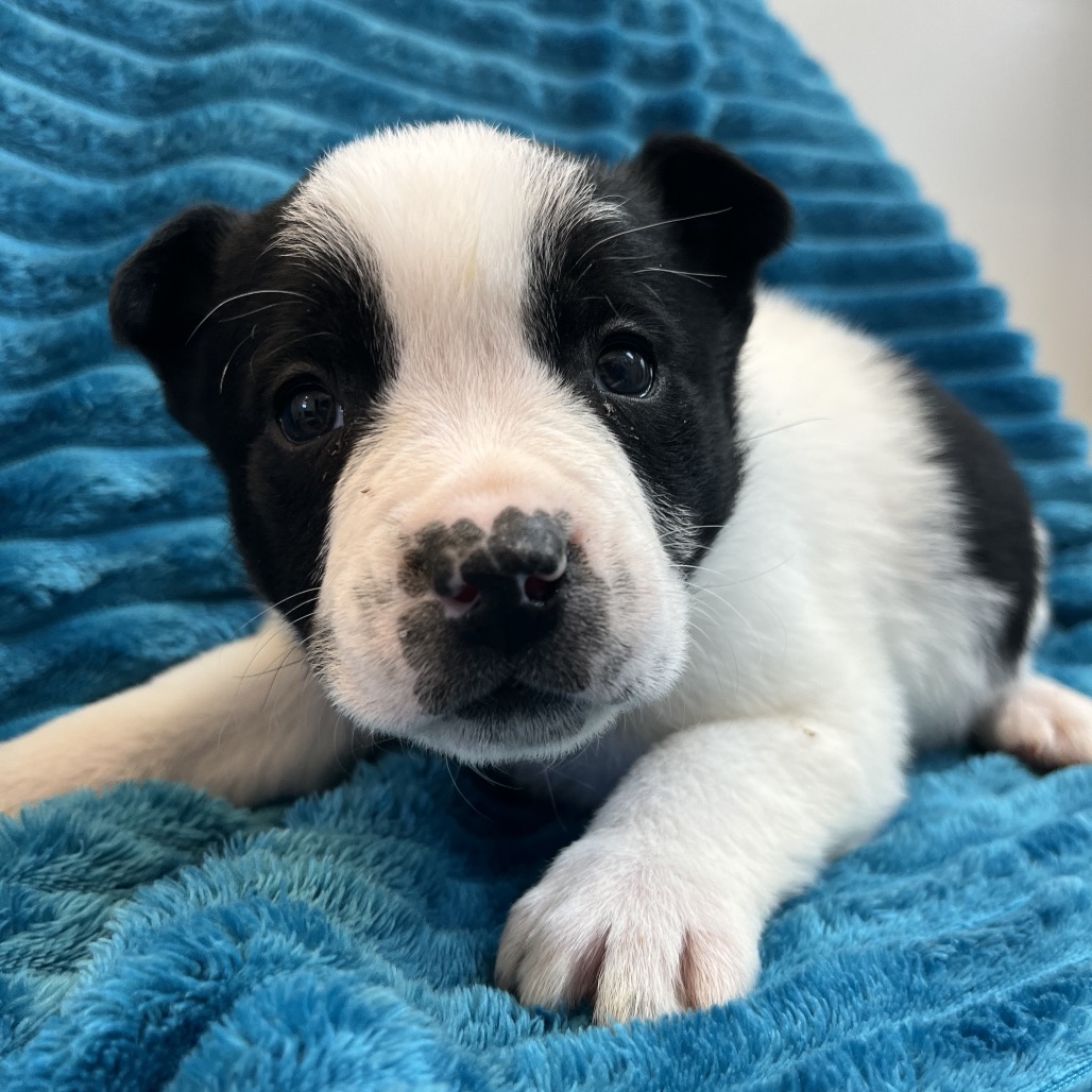 Amethyst - Cattle Dog/Terrier, American Pit Bull