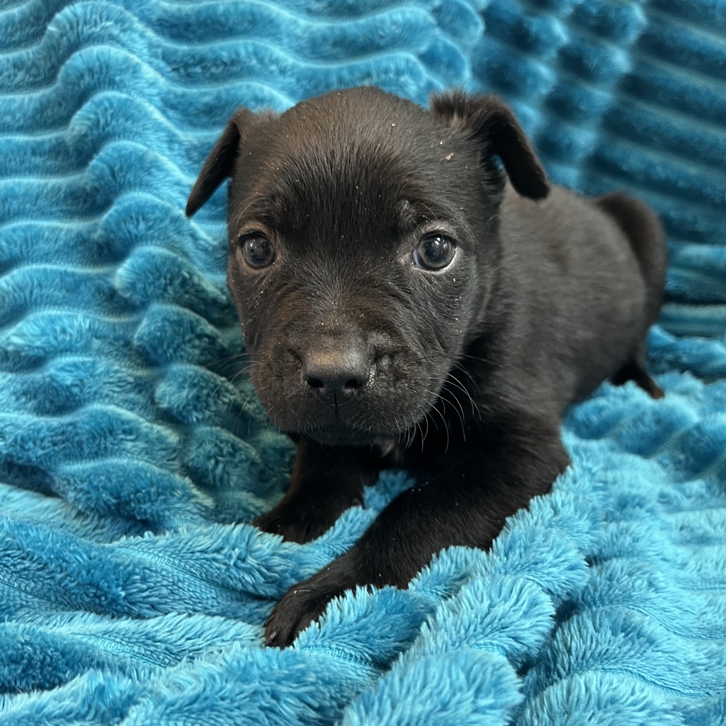 Diamond - Cattle Dog/Terrier, American Pit Bull