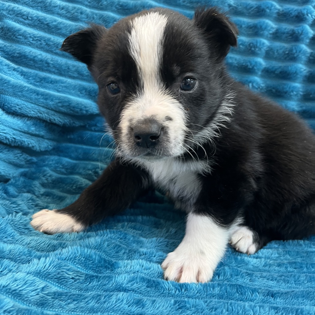 Peridot - Cattle Dog/Terrier, American Pit Bull