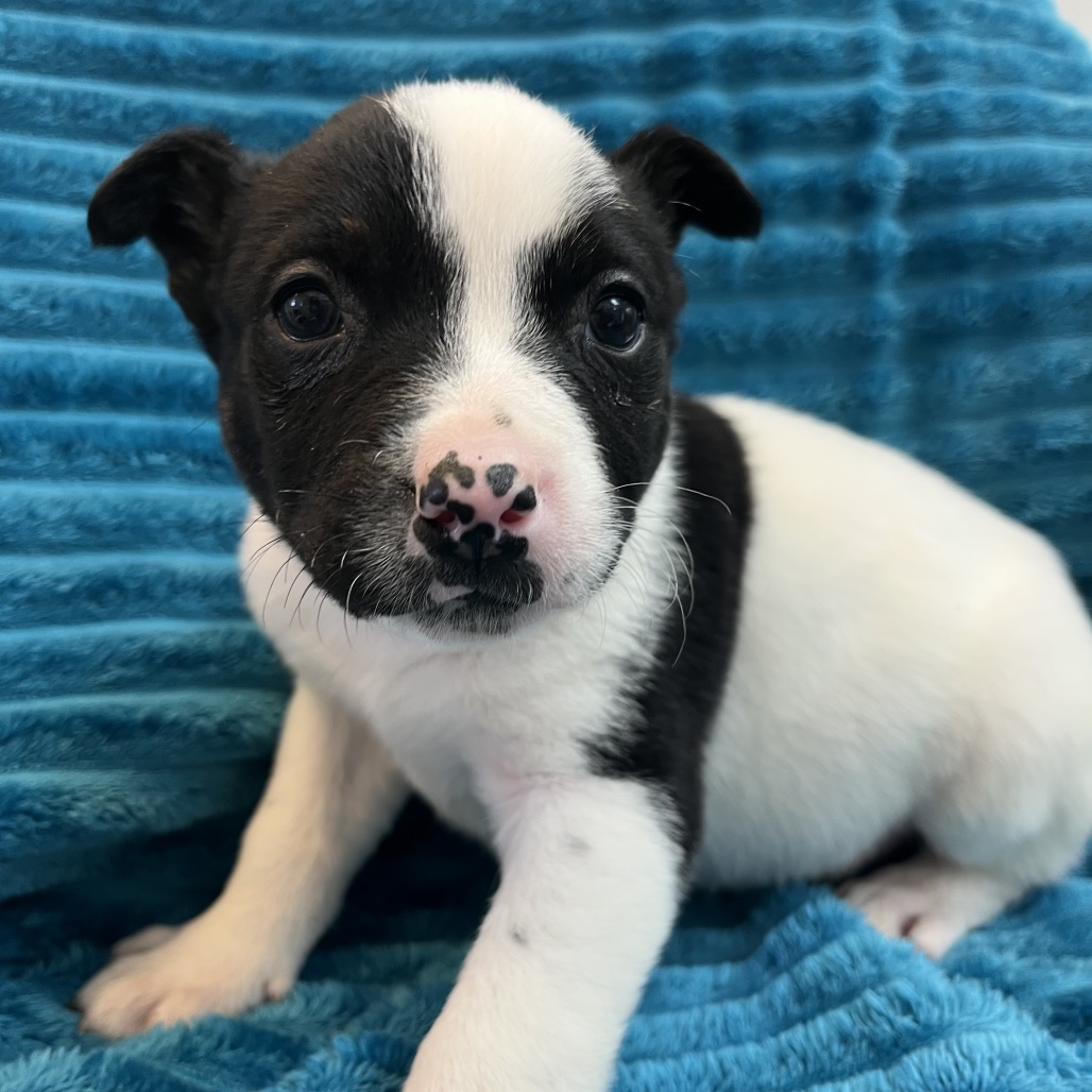 Sapphire - Cattle Dog/Terrier, American Pit Bull