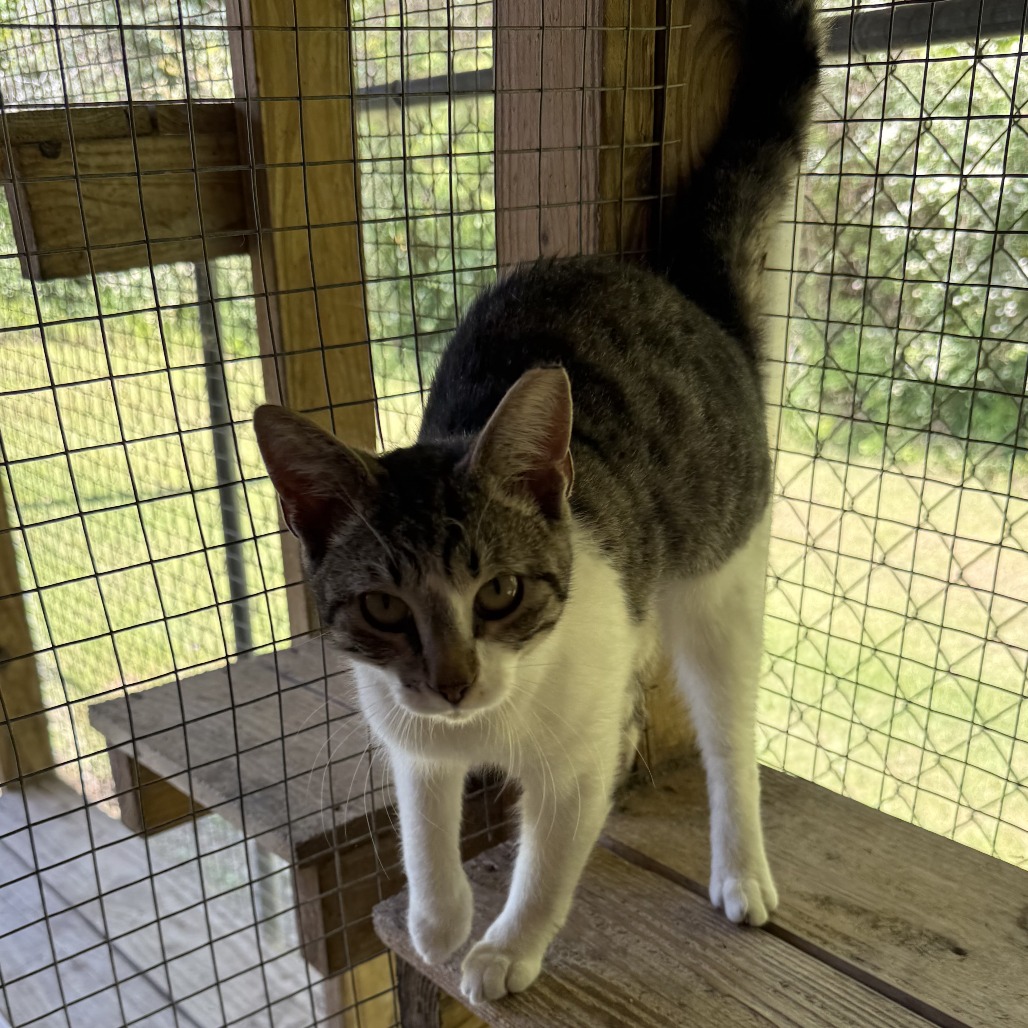 Poppy - Domestic Shorthair