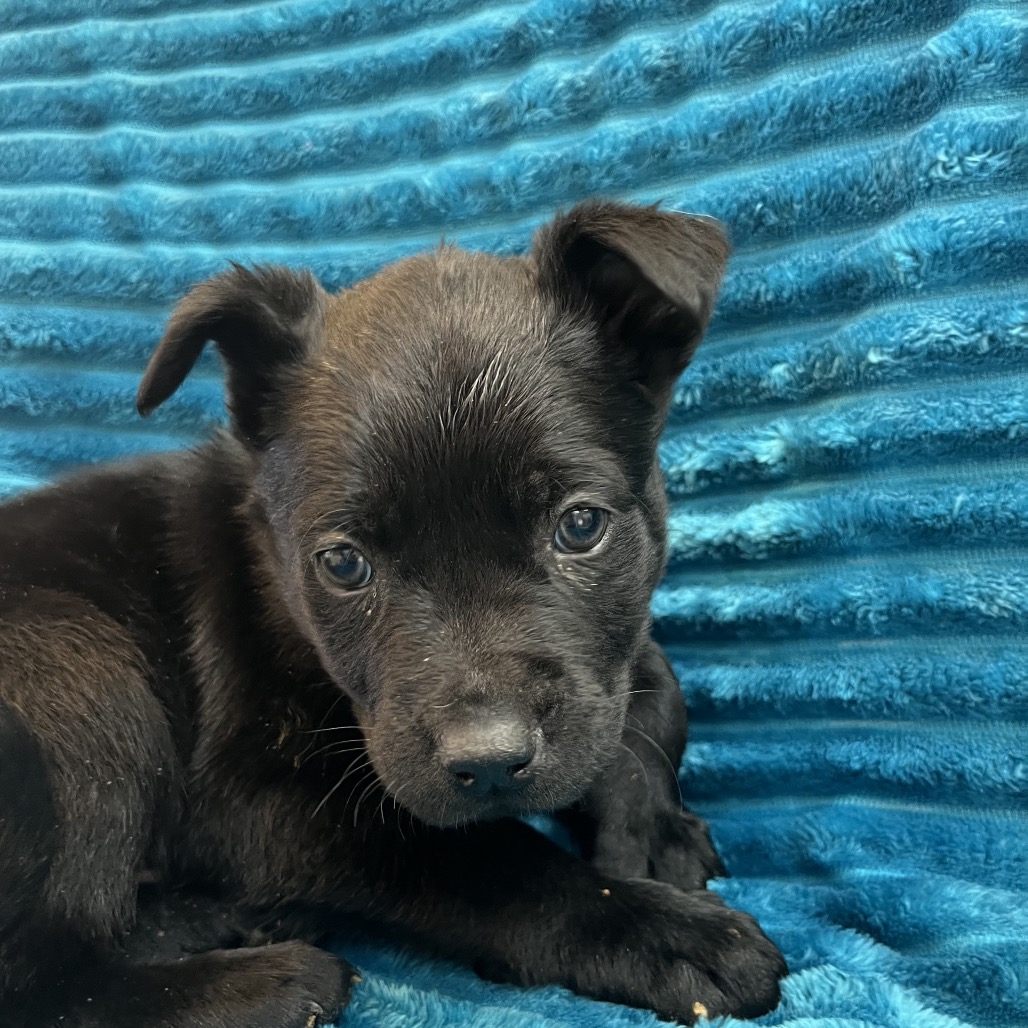 Tanzanite - Cattle Dog/Terrier, American Pit Bull