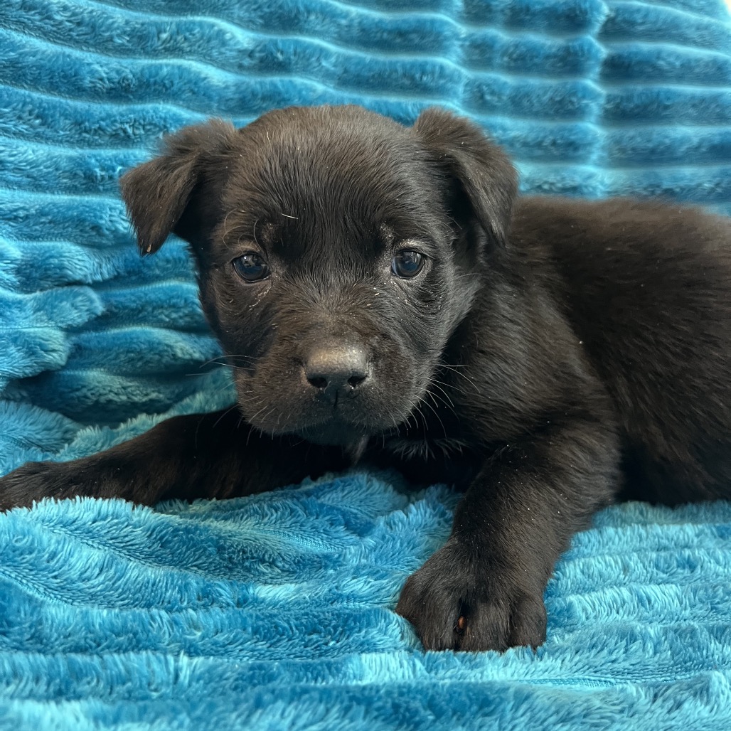 Topaz - Cattle Dog/Terrier, American Pit Bull