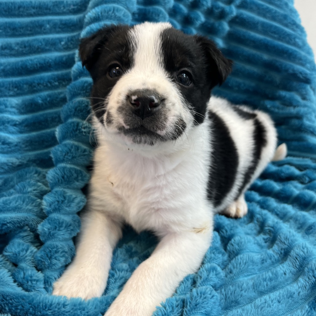 Jadeite - Cattle Dog/Terrier, American Pit Bull
