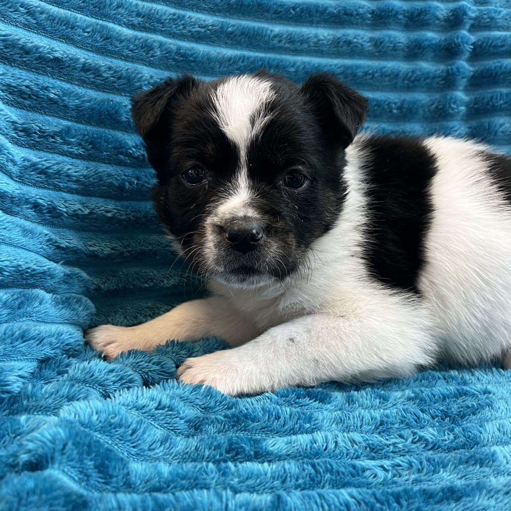 Gypsum - Cattle Dog/Terrier, American Pit Bull