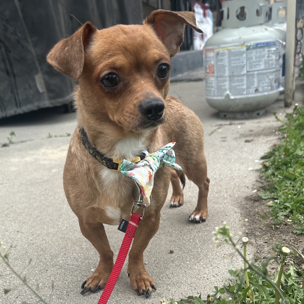 Jalapeno - Chihuahua, Short Coat/Mixed Breed (Small)